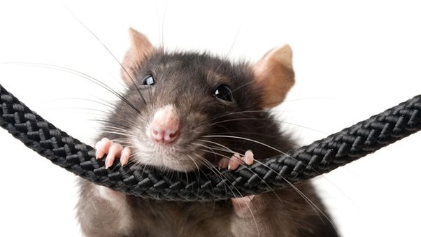 Tikus Suka Menggigit Kabel Listrik Di Rumah