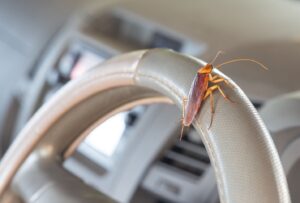 Cara Ampuh Membasmi Kecoa di Dalam Mobil