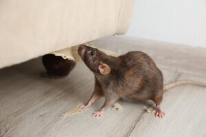 Cara Ampuh Mengatasi Tikus Got Besar di Dapur