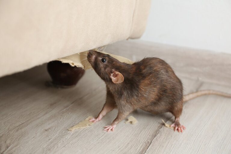 Cara Ampuh Mengatasi Tikus Got Besar di Dapur