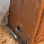 Cara Melindungi Lemari Sepatu dari Serangan Rayap Cara Melindungi Lemari Sepatu dari Serangan Rayap
