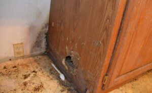 Cara Melindungi Lemari Sepatu dari Serangan Rayap