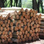 Daftar Kayu yang Rentan Dimakan Rayap dan Cara Menghindarinya Daftar Kayu yang Rentan Dimakan Rayap