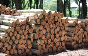 Daftar Kayu yang Rentan Dimakan Rayap