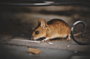 Menutup Lubang Tikus