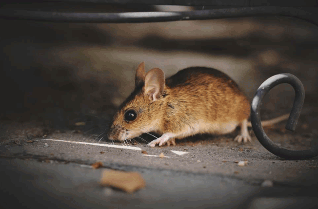 Menutup Lubang Tikus