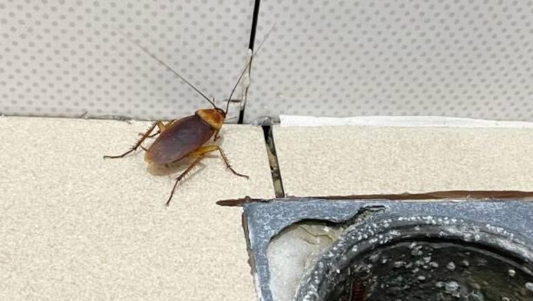 Penyebab Kecoa Sering Muncul di Kamar Mandi