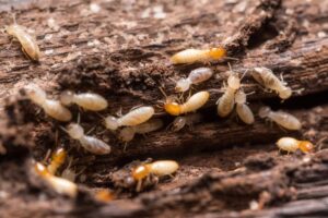 Perbedaan Rayap Coptotermes dan Cryptotermes