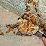 Tanda Rayap Menyerang Kabel Listrik