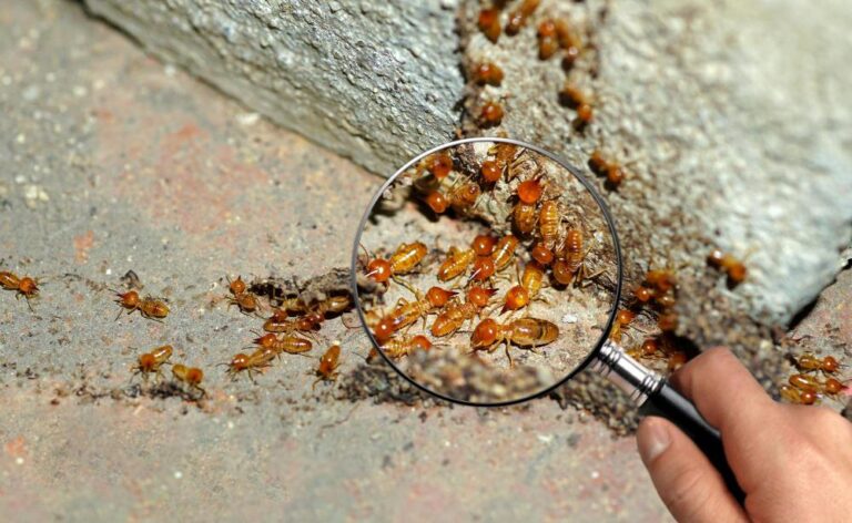 Tanda Rayap Menyerang Kabel Listrik