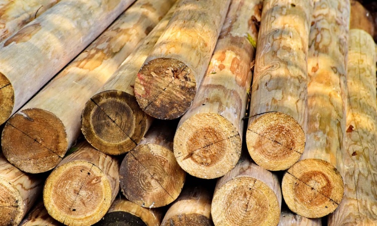 Tips Memilih Kayu Tahan Rayap untuk Rumah