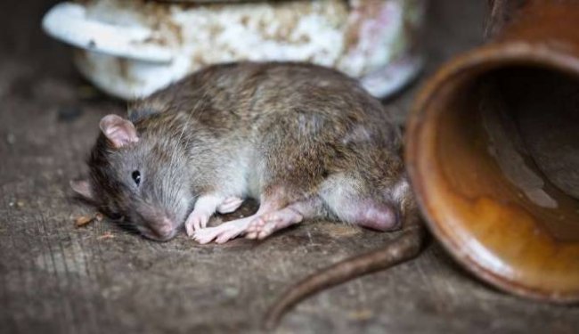 Bahaya Kencing Tikus