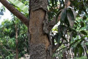 Cara Membasmi Rayap di Pohon Buah