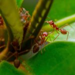 Cara Membasmi Semut Merah Kecil di Meja Makan