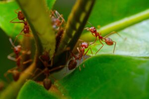 Cara Membasmi Semut Merah Kecil di Meja Makan
