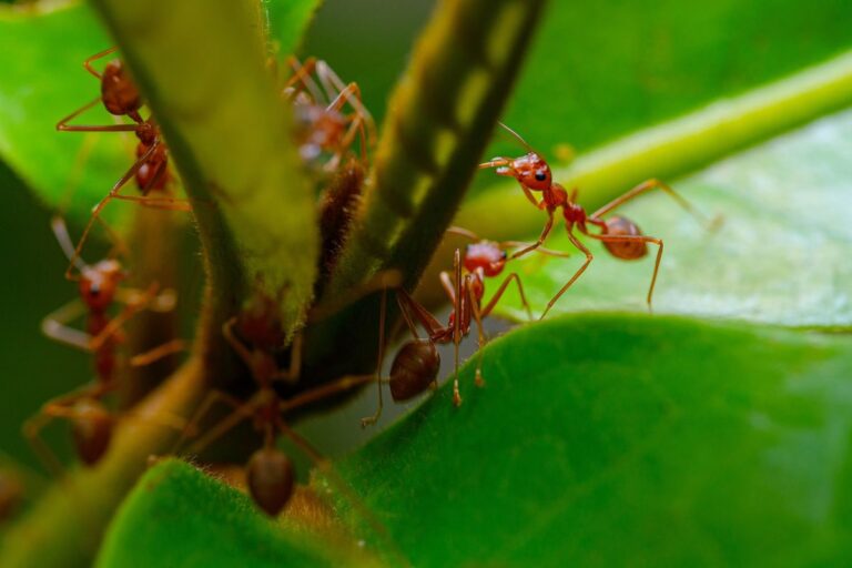 Cara Membasmi Semut Merah Kecil di Meja Makan