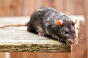 Cara Membasmi Tikus di Plafon Tanpa Menggunakan Racun