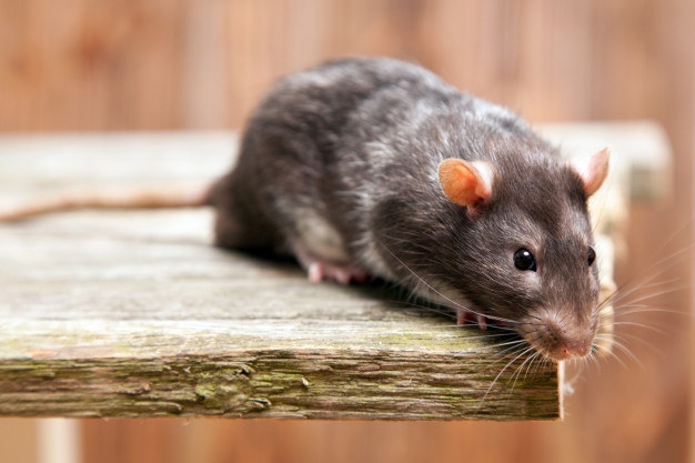 Cara Membasmi Tikus di Plafon Tanpa Menggunakan Racun