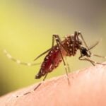 Cara Mengusir Nyamuk dengan Bahan Alami