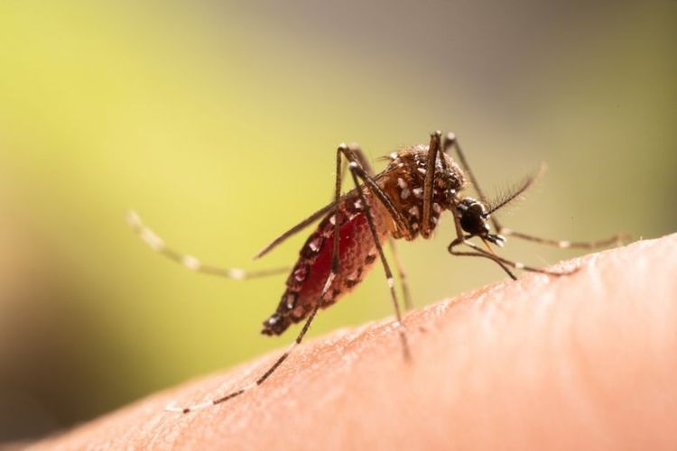 Cara Mengusir Nyamuk dengan Bahan Alami
