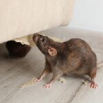 Kenapa Tikus Sering Kembali ke Tempat yang Sama