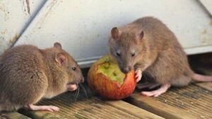 hantavirus