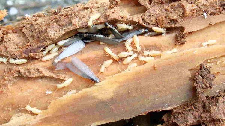 Sumber Makanan Rayap di Rumah