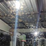 Tips Ampuh Menghindari Laron di Lampu Teras