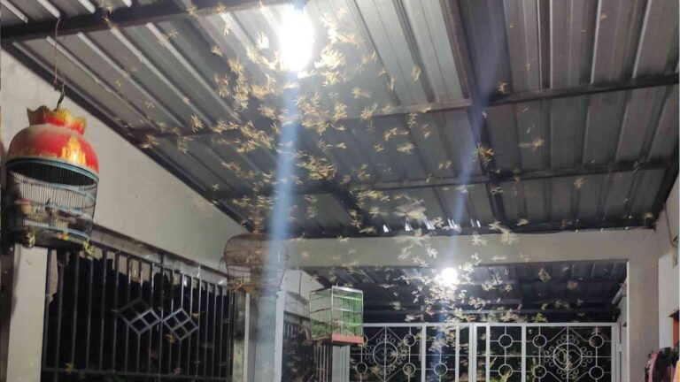 Tips Ampuh Menghindari Laron di Lampu Teras