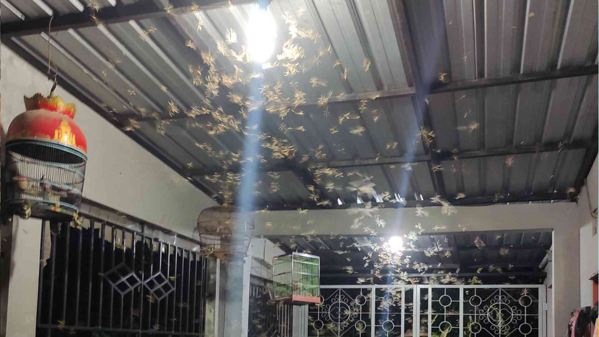 Tips Ampuh Menghindari Laron di Lampu Teras