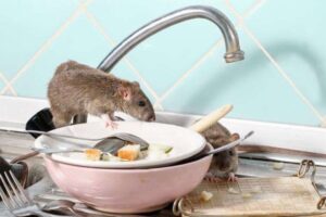 Tips Menyimpan Bahan Makanan agar Tidak Diendus Tikus di Rumah