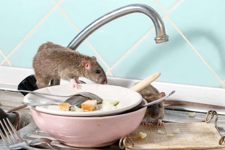 Tips Menyimpan Bahan Makanan agar Tidak Diendus Tikus di Rumah