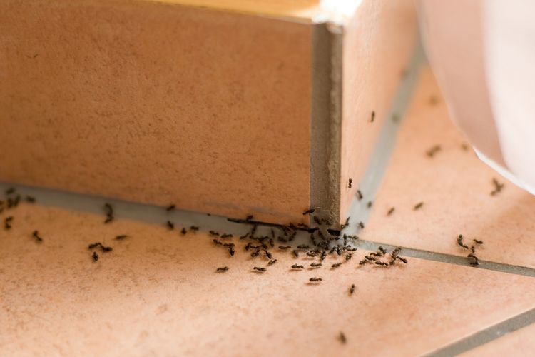 Ants gathered at the base of a wooden furniture leg on a tiled floor, suggesting an ant trail.
