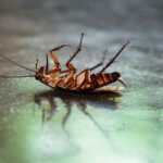 Apakah Racun Kecoa Bisa Mematikan Hewan Peliharaan Lain