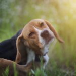 Cara Membasmi Kutu Anjing Yang Menempel Di Sofa Rumah