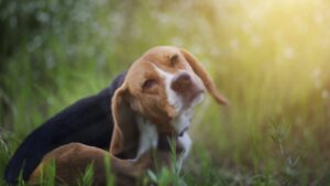 Cara Membasmi Kutu Anjing Yang Menempel Di Sofa Rumah