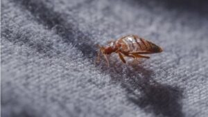 Cara Membasmi Kutu Busuk Di Dalam Karpet