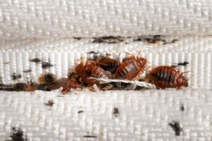 Cara Membasmi Kutu Busuk Di Tempat Tidur Bayi