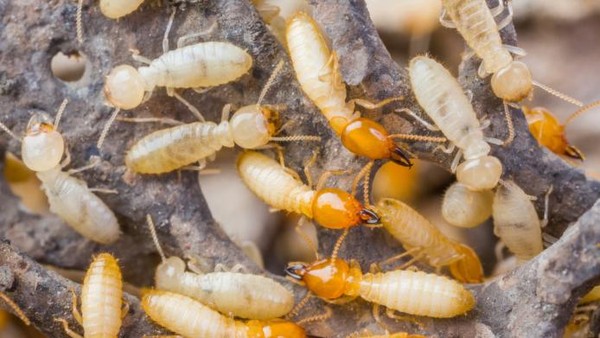 Cara Membasmi Rayap Di Akar Pohon Besar Tanpa Merusak Tanaman