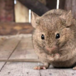 Cara Membasmi Tikus Di Loteng Rumah Yang Sempit Secara Efektif Dan Aman Cara Membasmi Tikus Di Loteng Rumah Yang Sempit
