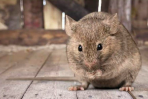 Cara Membasmi Tikus Di Loteng Rumah Yang Sempit