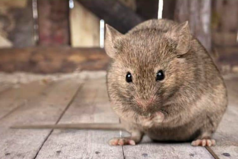 Cara Membasmi Tikus Di Loteng Rumah Yang Sempit