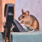 Cara Mengatasi Bau Kotoran Tikus Di Rumah