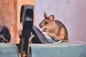 Cara Mengatasi Bau Kotoran Tikus Di Rumah
