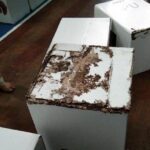 Apakah Rayap Makan Kardus