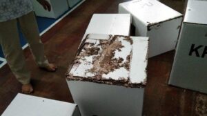 Apakah Rayap Makan Kardus