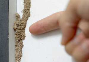 Apakah Rayap Menyerang Plafon Gypsum