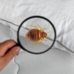 Cara Membasmi Kutu Busuk Di Sofa