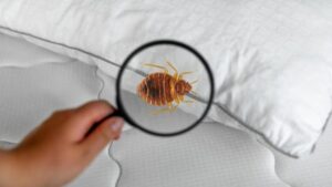 Cara Membasmi Kutu Busuk Di Sofa
