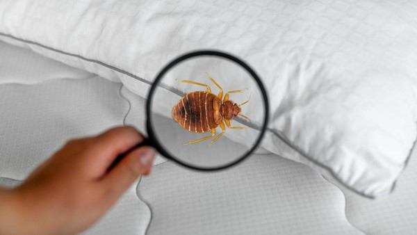 Cara Membasmi Kutu Busuk Di Sofa